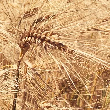 The evolution of agricultural production methods is a key to controlling the environmental impact and health security of agricultural foodstuffs.